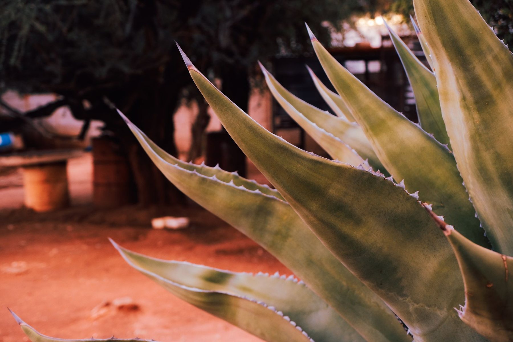 Desert xeriscape design in Goodyear, AZ